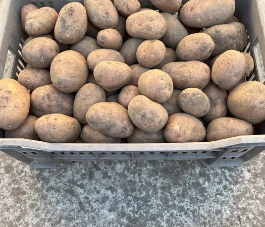Домашня картопля сорту Беллароза - фото № 1