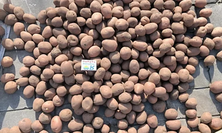 Посадкова картопля Белароса – смачна та поживна - фото № 1