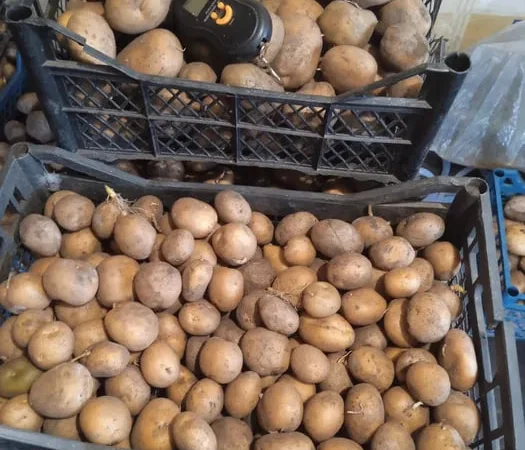 Картопля Адретта – насіннєва та велика - фото № 1