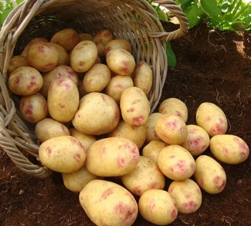 Картопля Пікассо домашня - фото № 1