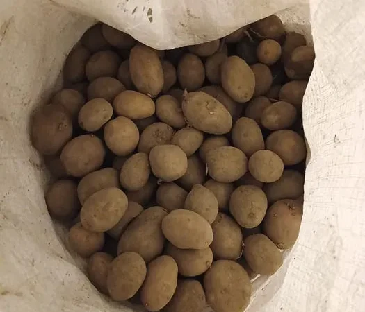 Насінна картопля сорту Мелодія - фото № 1