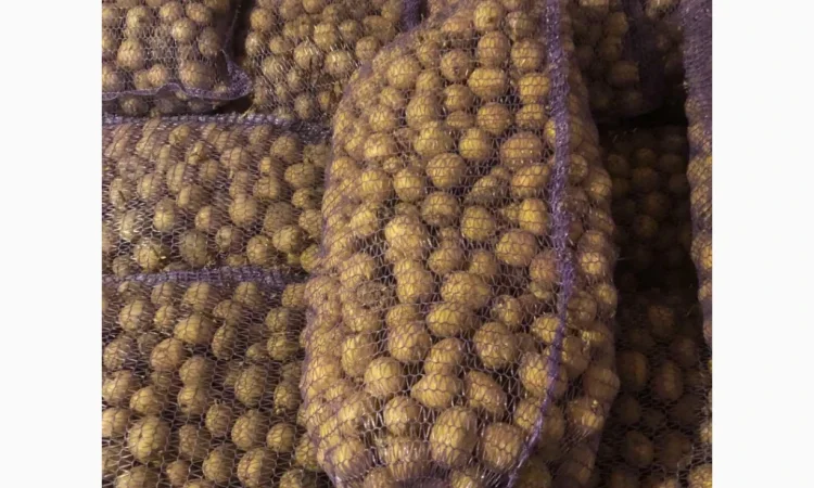 Продажа картофеля сорта Ривьера и Аризона - фото № 1