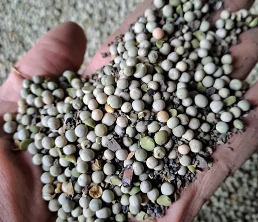 Продам горох на корм тваринам - фото № 1