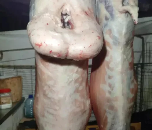 Продается халяльное мясо баранины - фото № 1