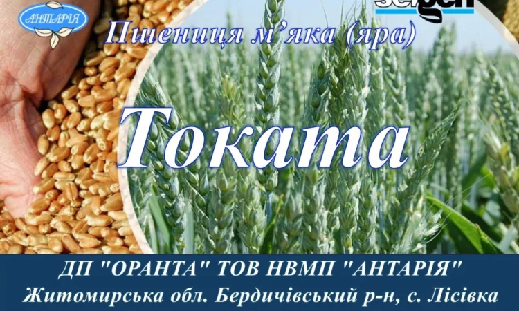 Насіння ярої пшениці Токата на продаж - фото № 1
