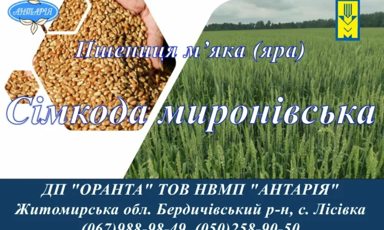 Насіння ярої пшениці Сімкода Миронівська - фото № 1
