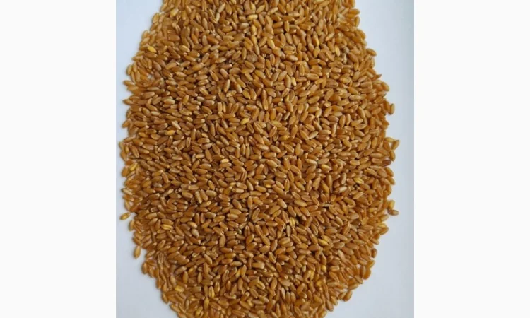 Пшеница твердая БГ Дуриамо 2С - продажа - фото № 1