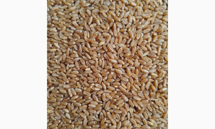 Пшеница твердая БГ Дуриамо 2С - продажа - фото № 2