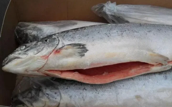 Лосось патраний тушка 1- 2, 4-5 - фото № 1