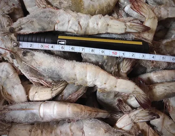 Креветки свіжеморожені 30/40 Еквадор - фото № 1