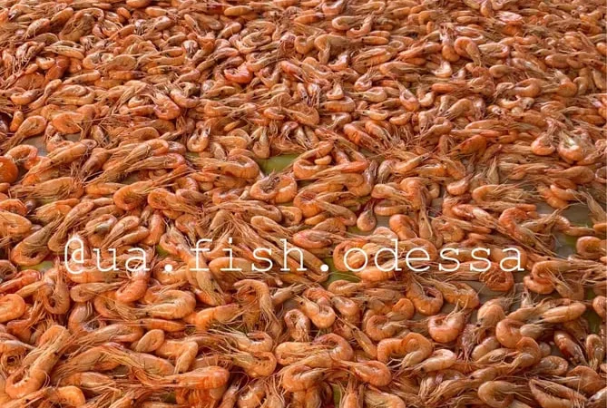 Креветка черноморская - фото № 1