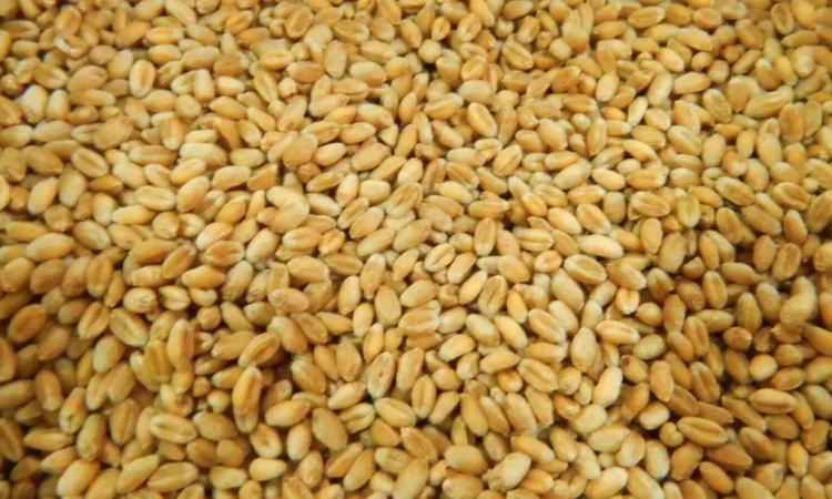 Пропонується пшениця 2-го та 3-го класу - фото № 1