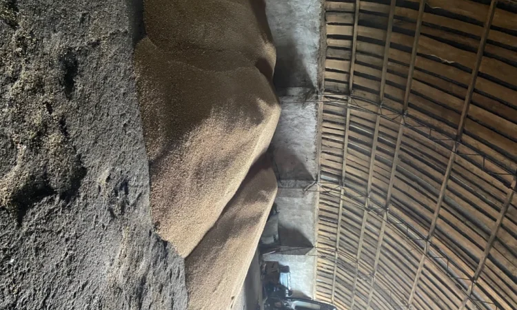 Продается яровая пшеница - фото № 2