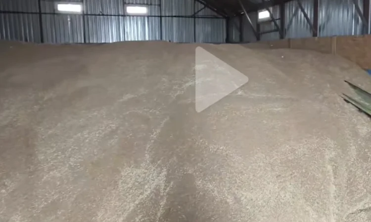 Продається пшениця 2025 року - фото № 1