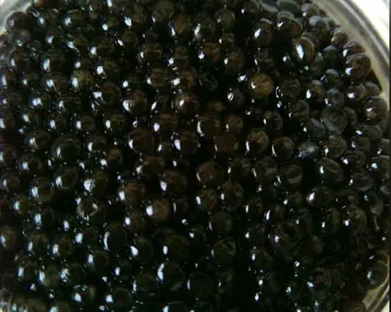 НАСТОЯЩАЯ чёрная икра морской осётр, белуга - фото № 1