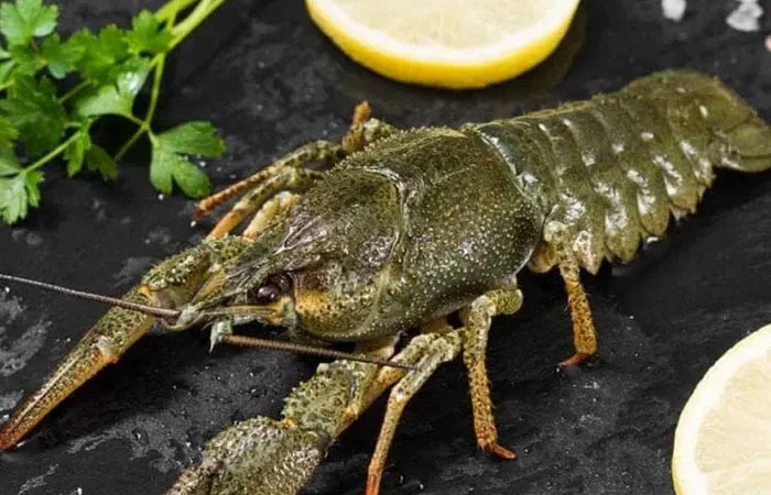 Раки охолоджені великі до 15 шт/кг (90-110грам/шт - фото № 1