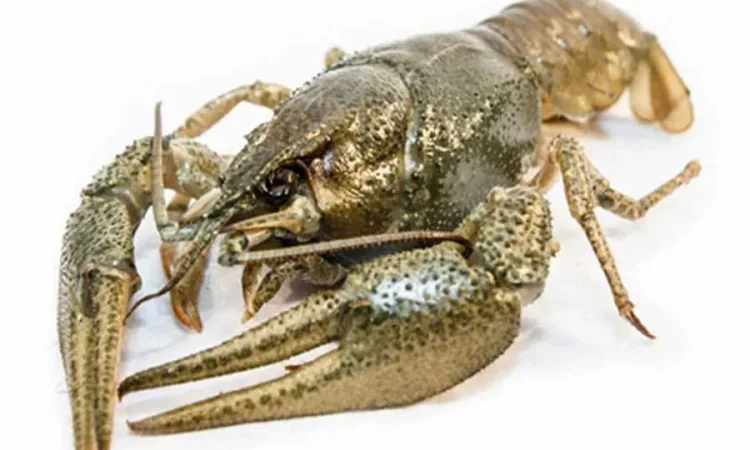 Раки охолоджені середньо-великі до 20 шт/кг - фото № 1