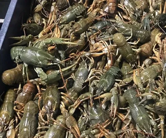 Раки живые вареные жареные речные свежие - фото № 1