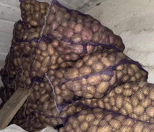 Продам домашню посадкову картоплю, картошка - фото № 1