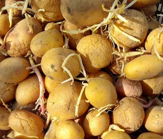 Картошка на посадку пересилаю - фото № 1