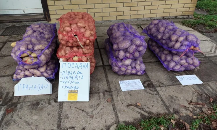 Посадкова картошка - фото № 1