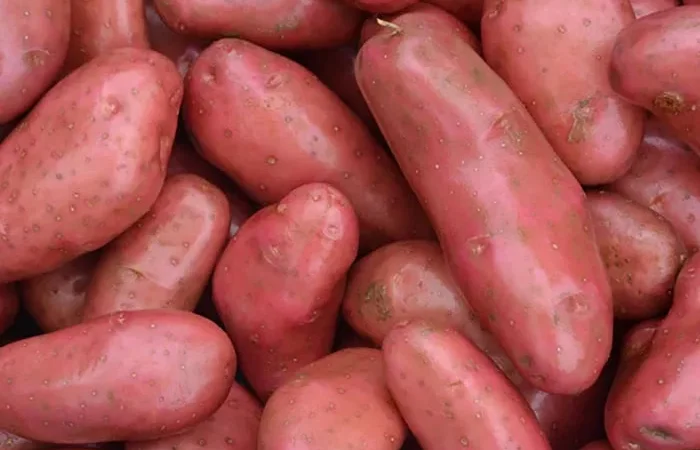 Рання Насінева картопля Шері - фото № 1