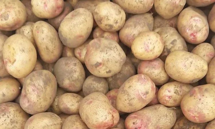 Картопля насінева рання сорокаденка - фото № 1