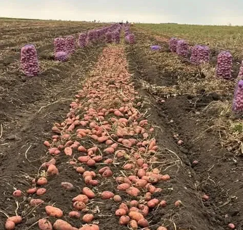 Картопля різних сортів рання - фото № 1