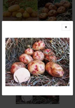 Картопля рання сорокаденка - фото № 1