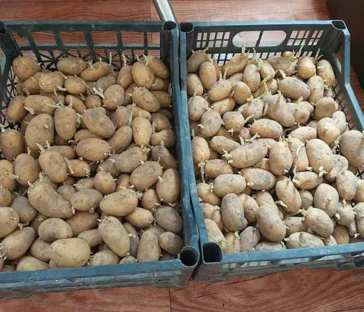 Картопля насінева рання - фото № 1