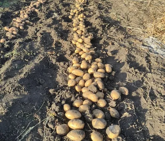 Рання посадкова картопля Спектра, Корінна, Мікадо - фото № 1