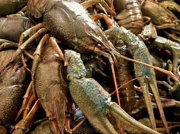 Продаємо раки живі та варені, свіжу, в'ялену - фото № 1