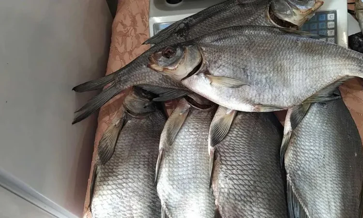 Сушена риба ( густіра, лящ, підлящ, карась) - фото № 1