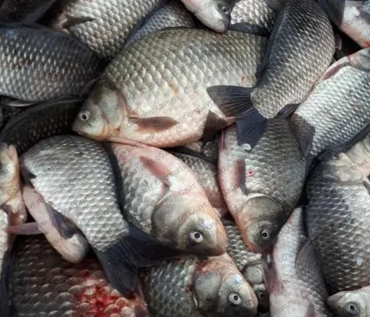 Продаємо опт. свіжу рибу: товстолоб,тарань,карасі - фото № 1