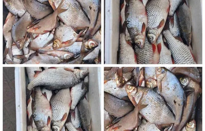 Жива риба свiжа риба, карась - фото № 1