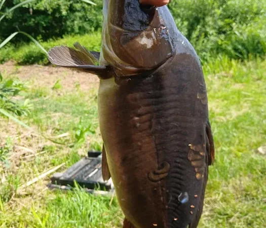 Продам живу рибу (карась) - фото № 1