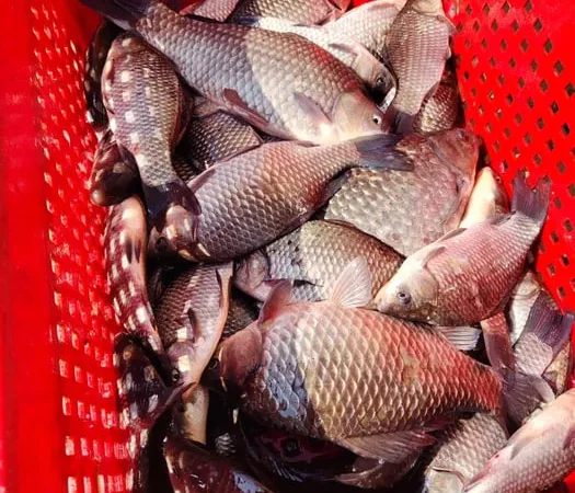 Жива риба (короп, карась, товстолоб), перевезення - фото № 1