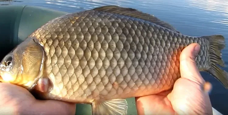 Карась большой свежий - фото № 1