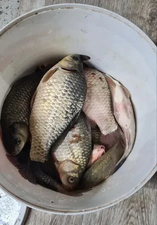 Продам рибу- в наявності карасі, карп з озера - фото № 1