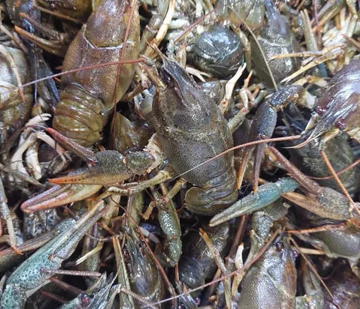 31. 03.В наличии Рак Таирово. Живой и готовый - фото № 1