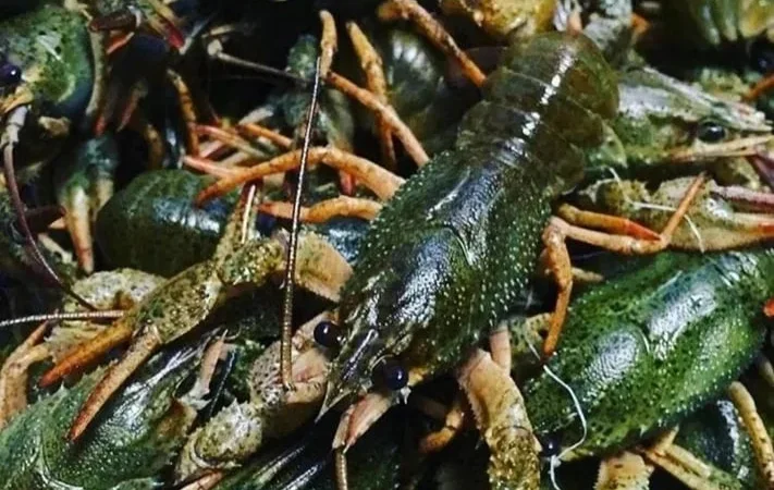 Раки живые, вареные - фото № 1