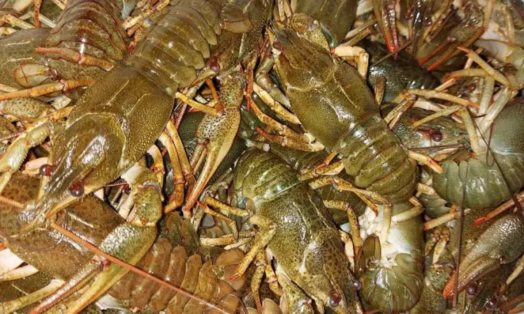 Живі раки всіх розмірів - фото № 1