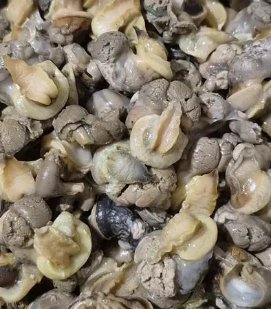 Філе равлика Helix aspersa Muller - фото № 1