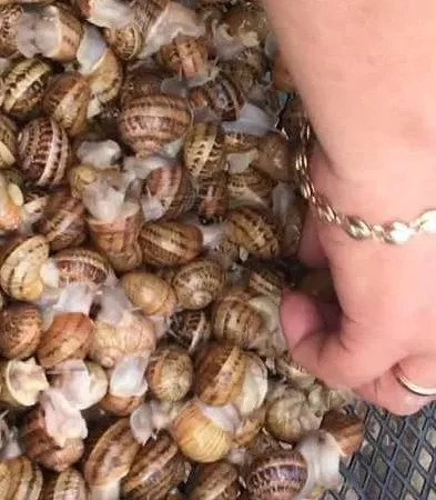 Живые улитки Мюллер — деликатес с частной фермы - фото № 1