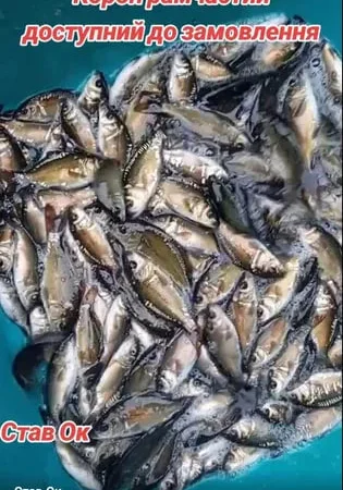 Продаємо зарибок коропа, амура, лина та товстолоб - фото № 1