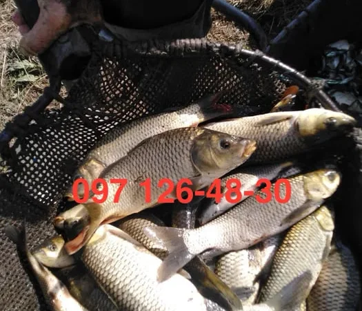 Зарибок карася, коропа та амура зі ставків - фото № 1