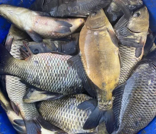 Зарибок Короп, Товстолоб - фото № 1