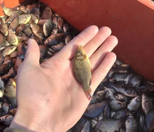 Короп амур мальок! Зарибок у ставок - фото № 1