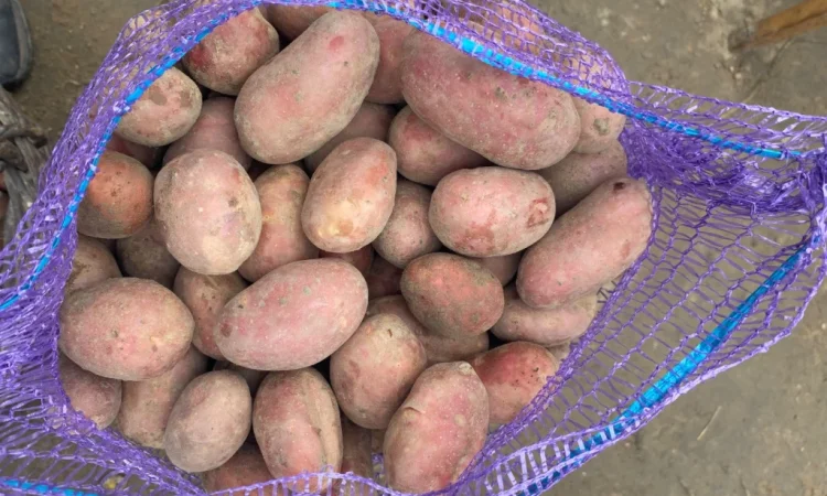 Пропонується посадкова картопля сорту Есмі - фото № 2