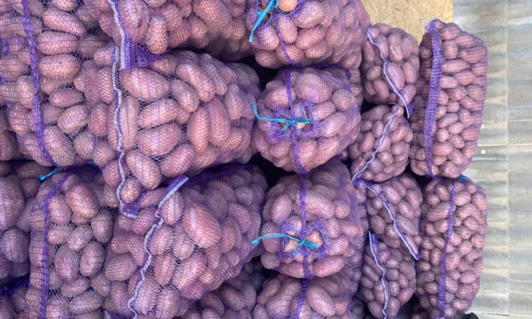 Пропонується посадкова картопля сорту Есмі - фото № 3